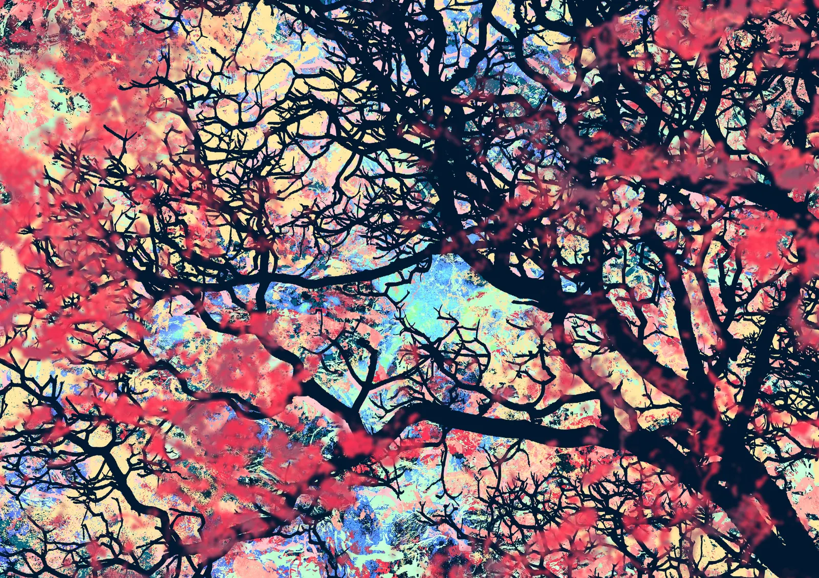 Dark Spring: black branches against pink and red blossom and a patch of blue sky.
